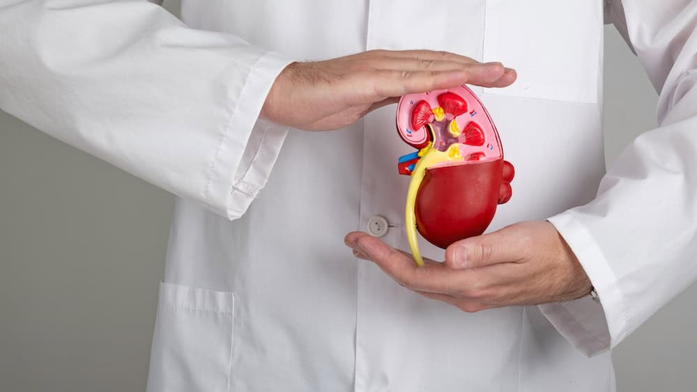 A person wearing a white lab coat is holding a detailed anatomical model of a human kidney between both hands. The kidney model shows internal structures, including the renal cortex and ureter, highlighting the early signs of kidney disease against a plain background.